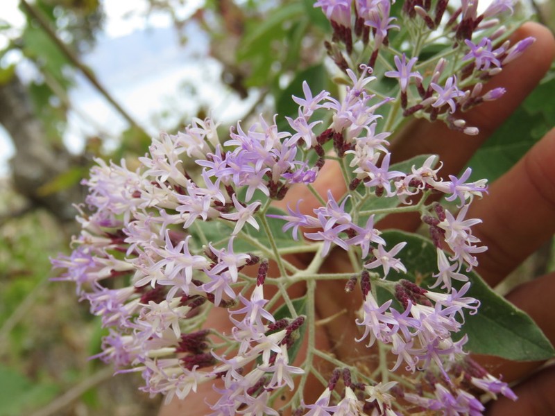 Eremosis tomentosa photo 8
