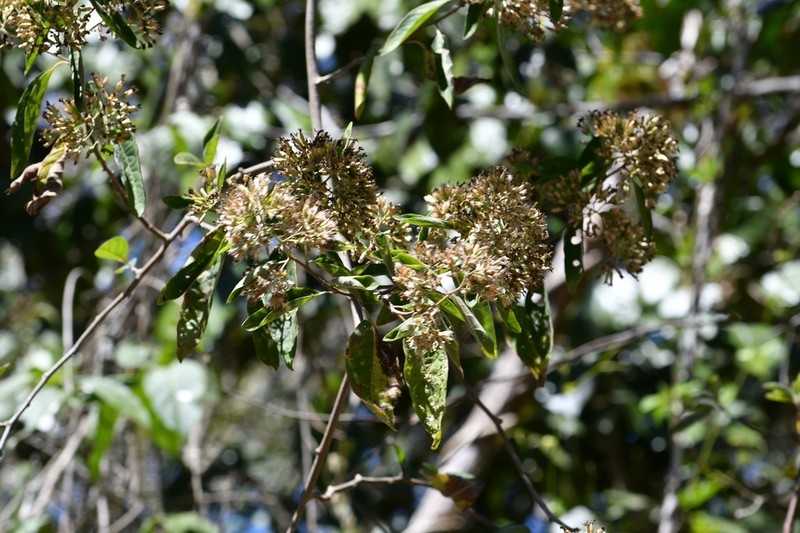 Eremosis triflosculosa
