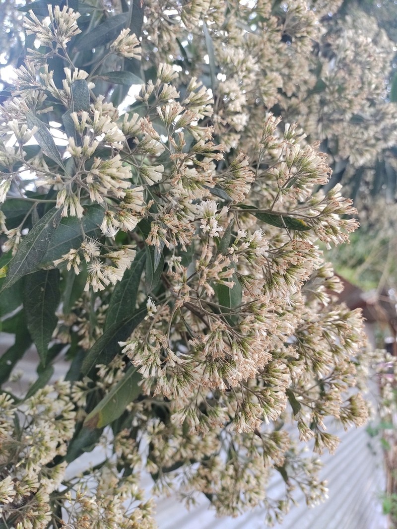 Eremosis triflosculosa photo 3