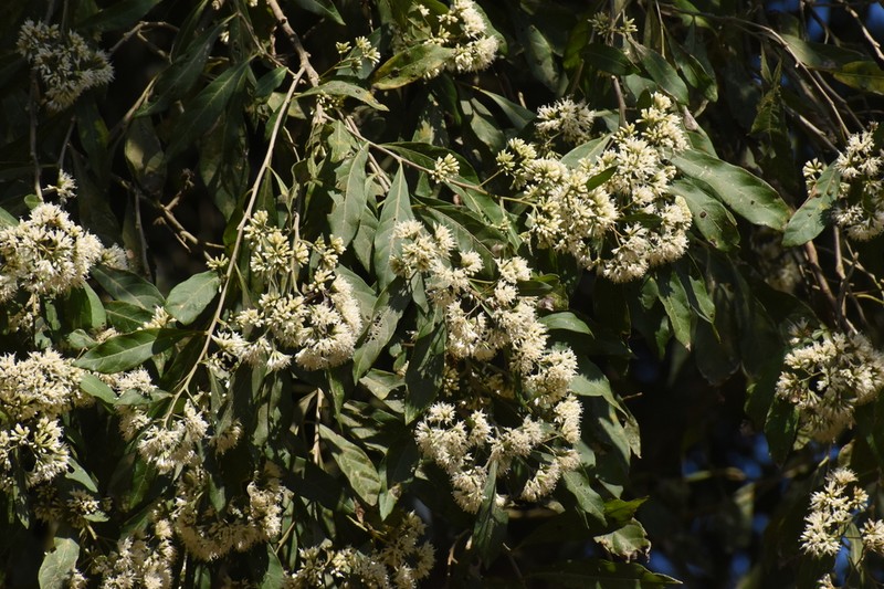 Eremosis triflosculosa photo 5