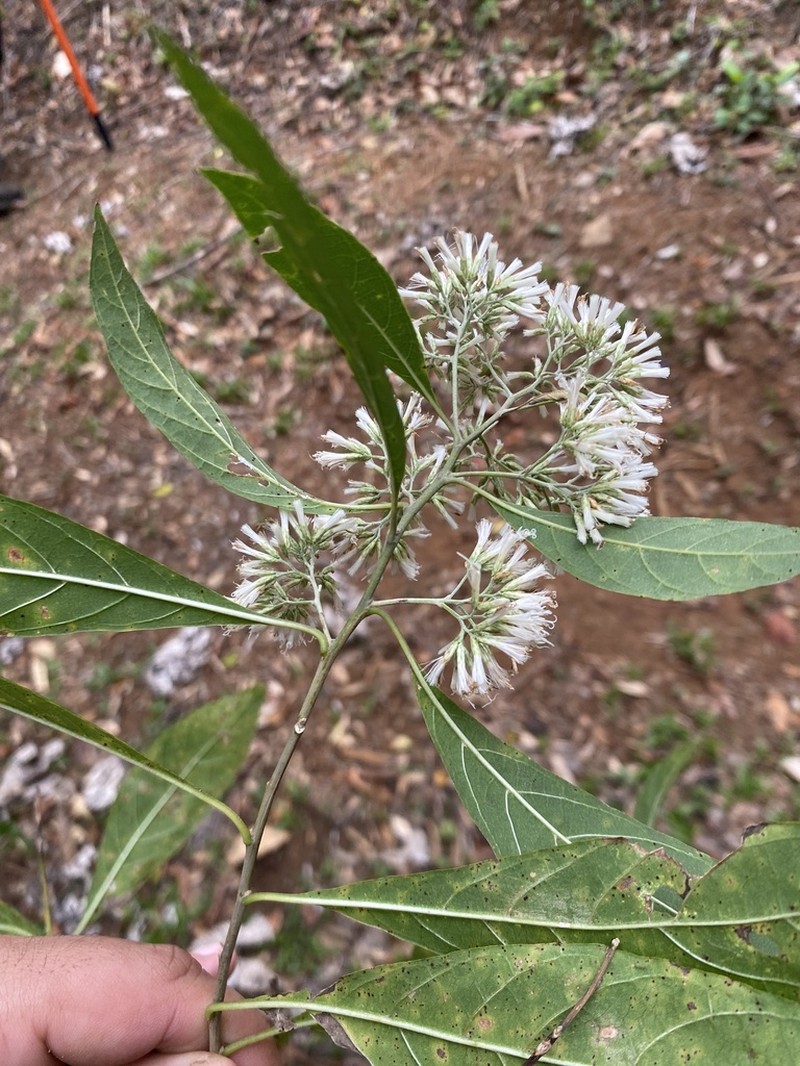 Eremosis triflosculosa photo 6