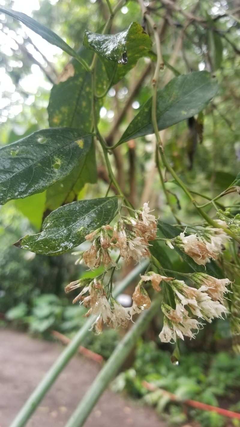 Eremosis triflosculosa photo 7