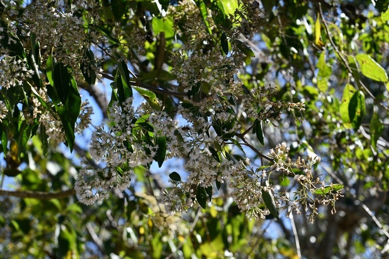 Eremosis triflosculosa photo 8