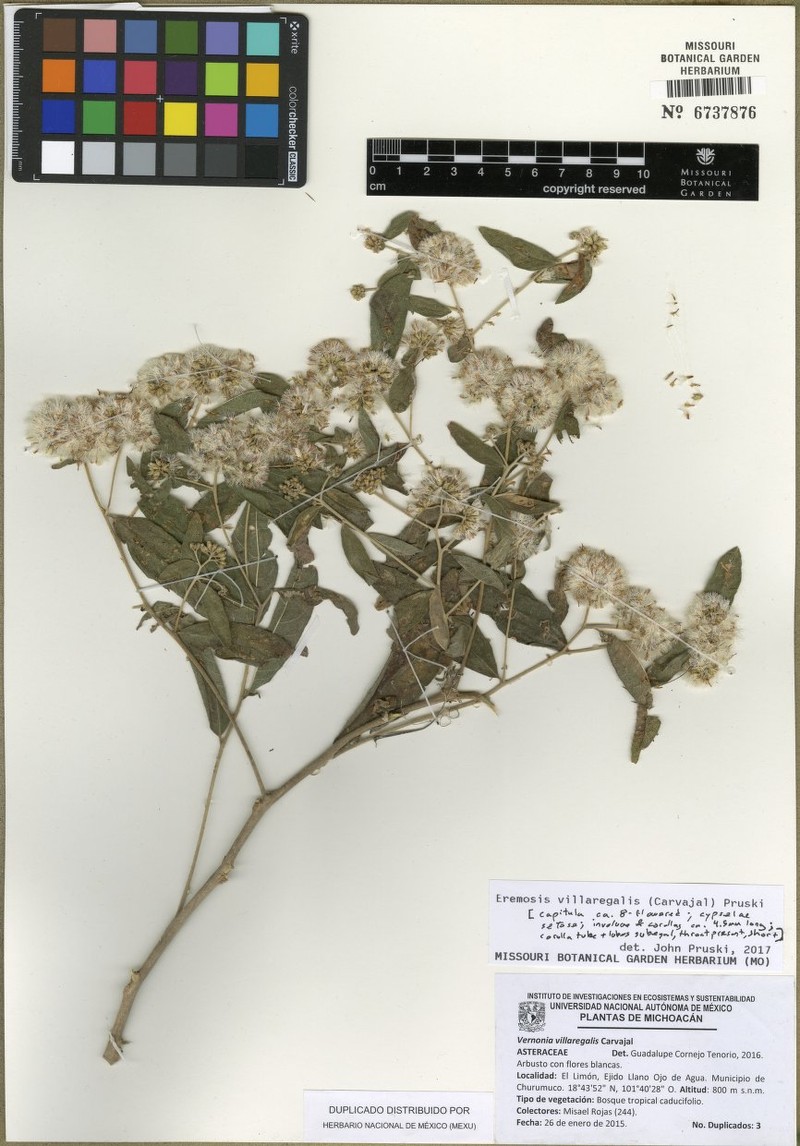 Eremosis villaregalis photo 2