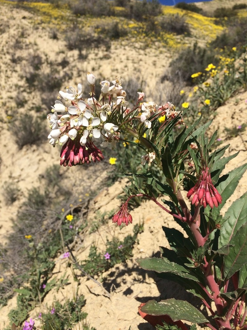 Booth's Evening Primrose