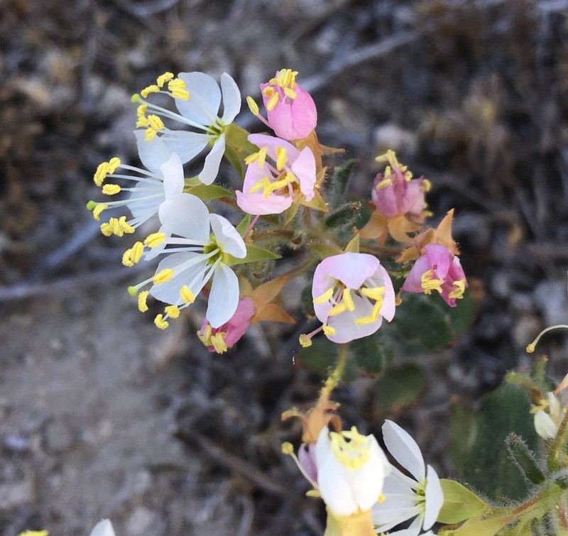 Booth's Evening Primrose photo 2