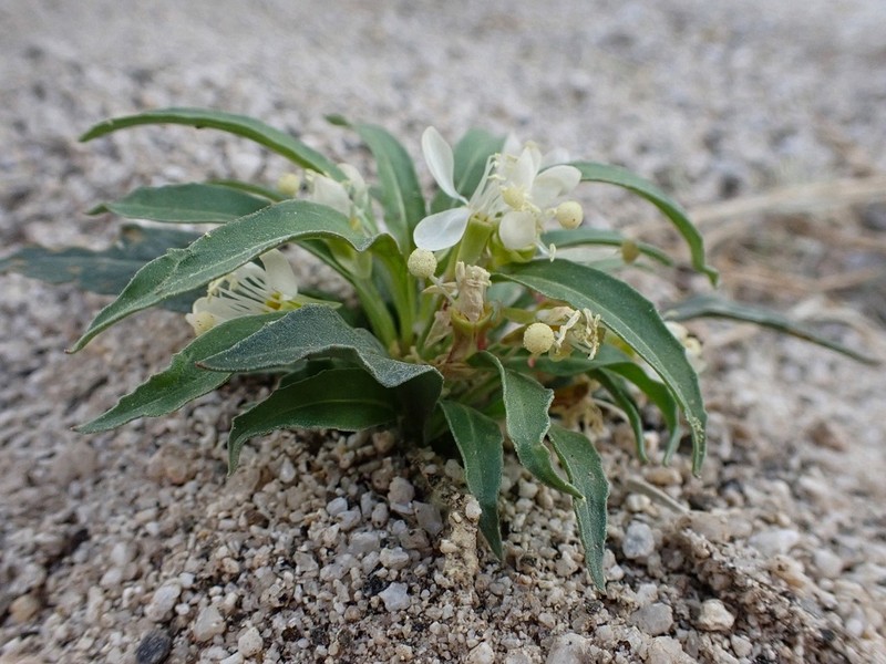 Booth's Evening Primrose photo 3