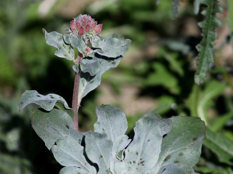 Booth's Evening Primrose photo 5