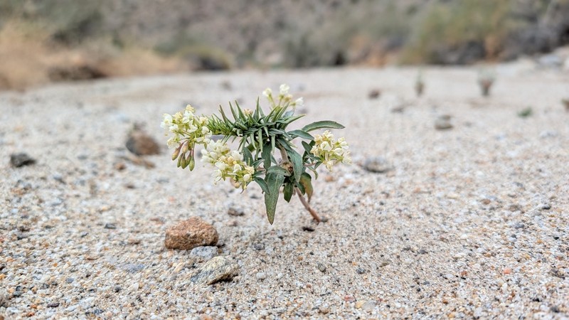 Booth's Evening Primrose photo 6