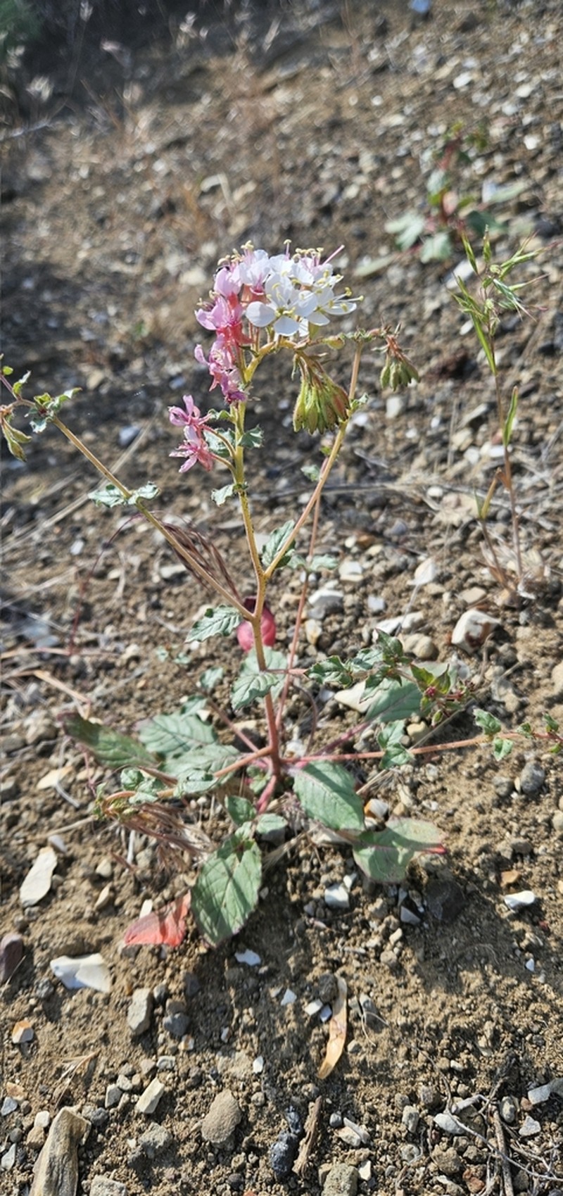 Booth's Evening Primrose photo 8