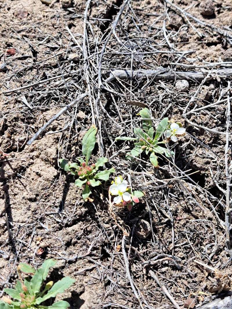 Eremothera boothii var. alyssoides