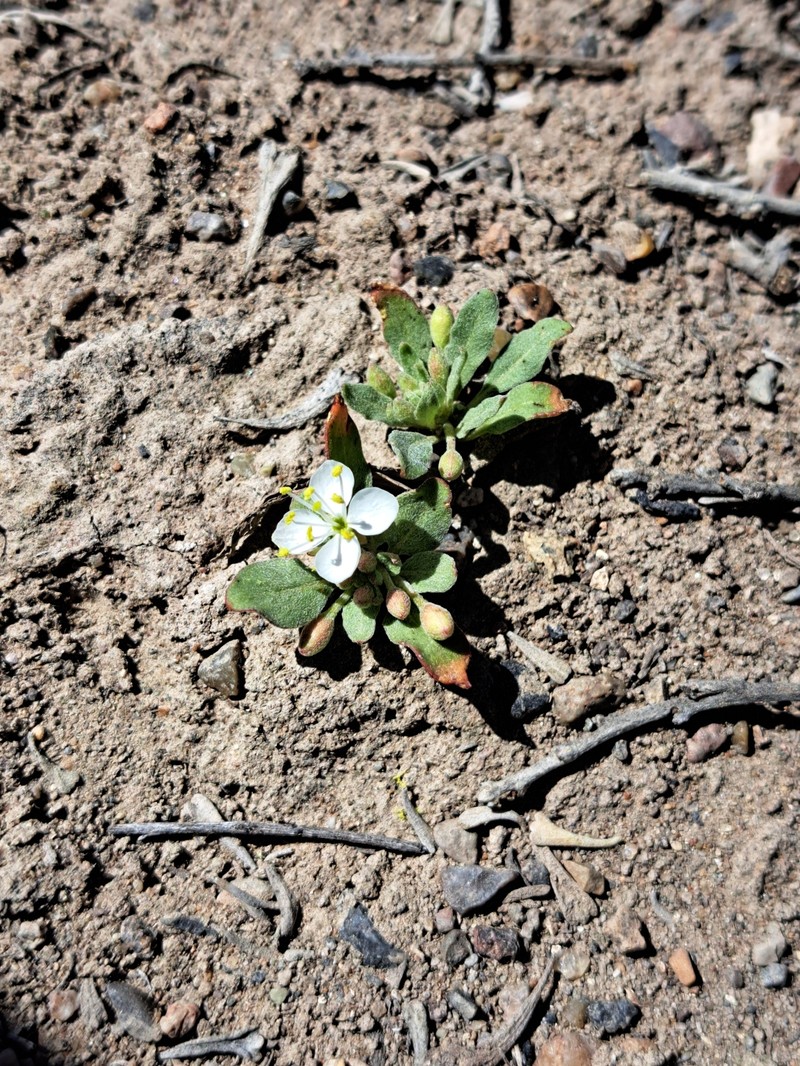 Eremothera boothii var. alyssoides photo 2