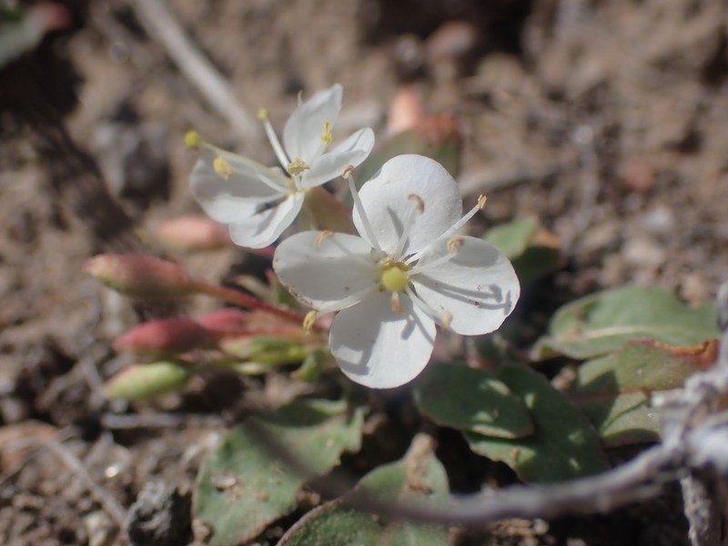 Eremothera boothii var. alyssoides photo 3