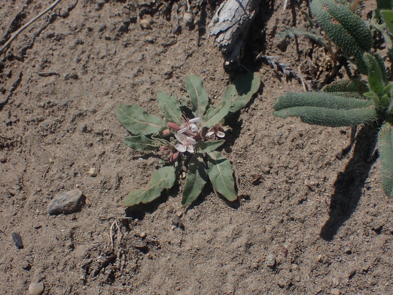 Eremothera boothii var. alyssoides photo 4
