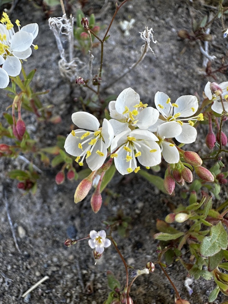 Eremothera boothii var. alyssoides photo 5
