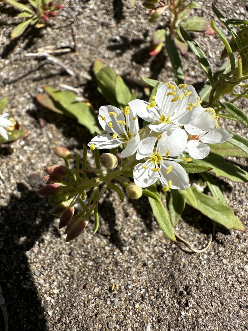 Eremothera boothii var. alyssoides photo 6