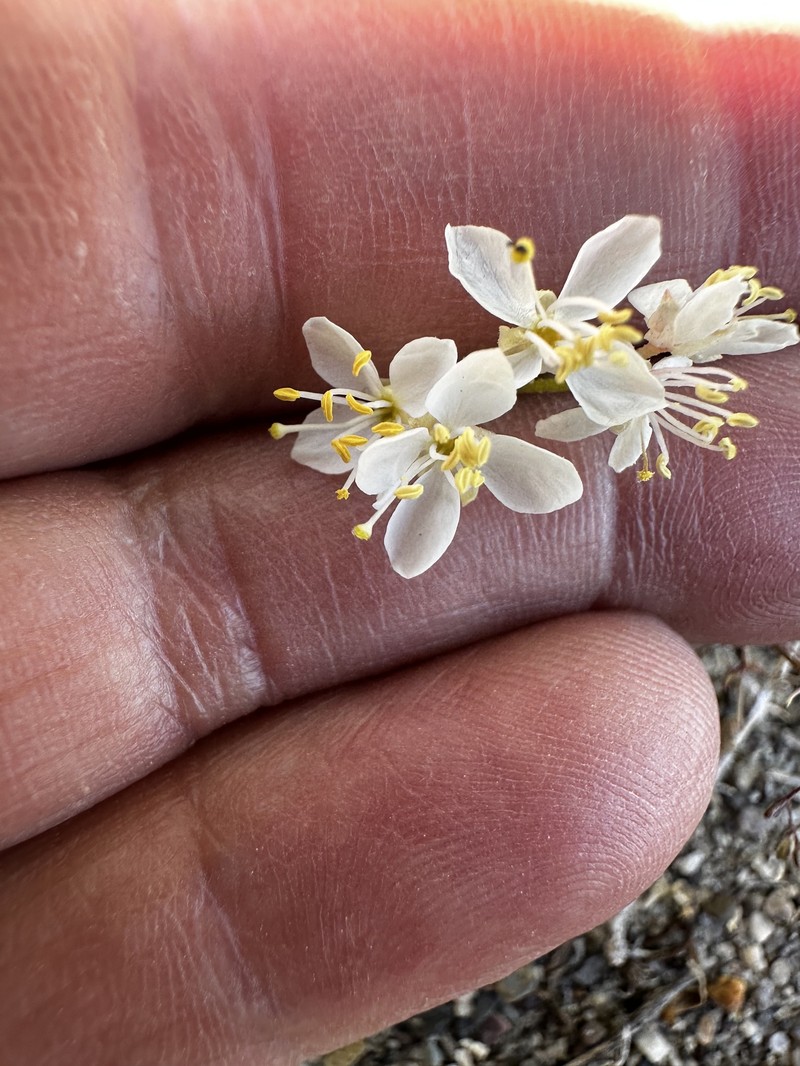 Eremothera boothii var. alyssoides photo 7