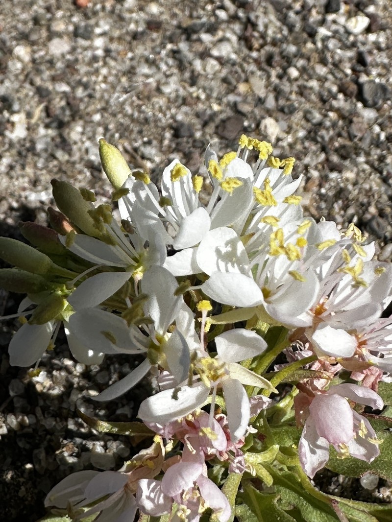 Eremothera boothii var. alyssoides photo 8