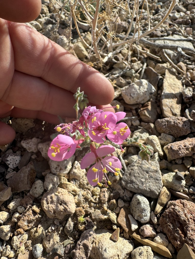 Eremothera boothii var. boothii
