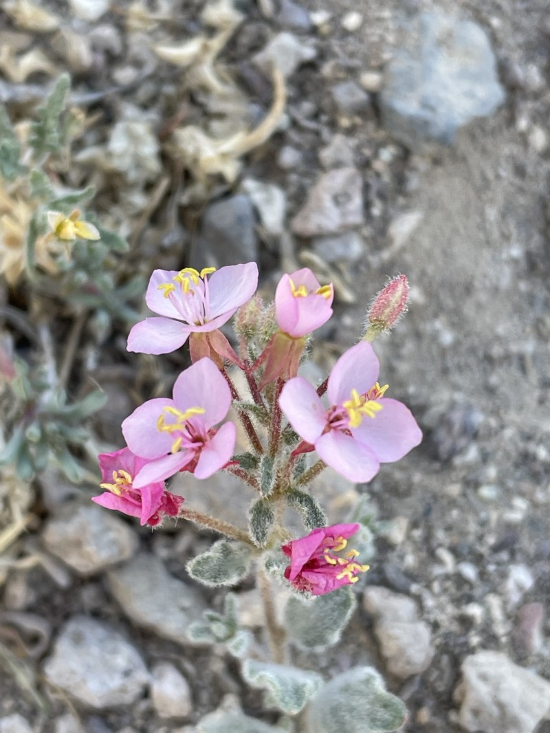 Eremothera boothii var. boothii photo 2