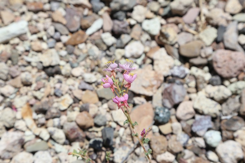 Eremothera boothii var. boothii photo 3
