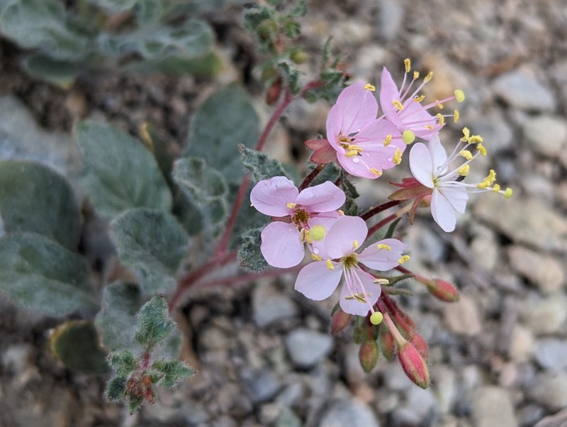 Eremothera boothii var. boothii photo 4
