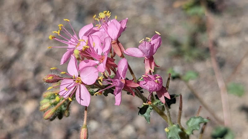 Eremothera boothii var. boothii photo 5