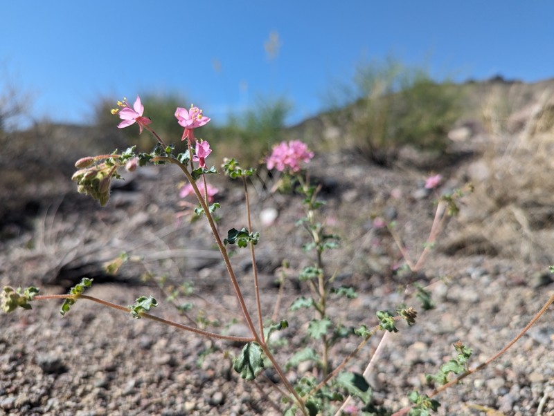 Eremothera boothii var. boothii photo 6