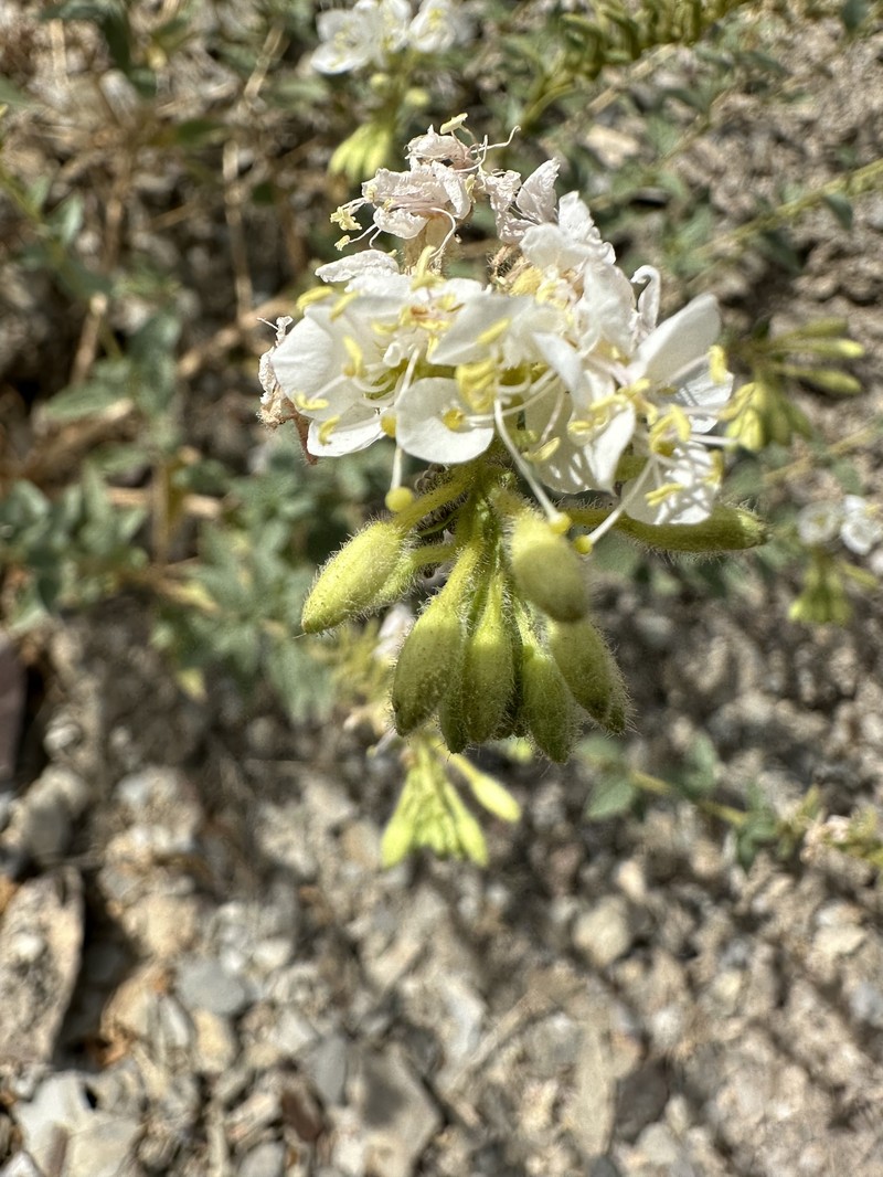 Eremothera boothii var. boothii photo 7