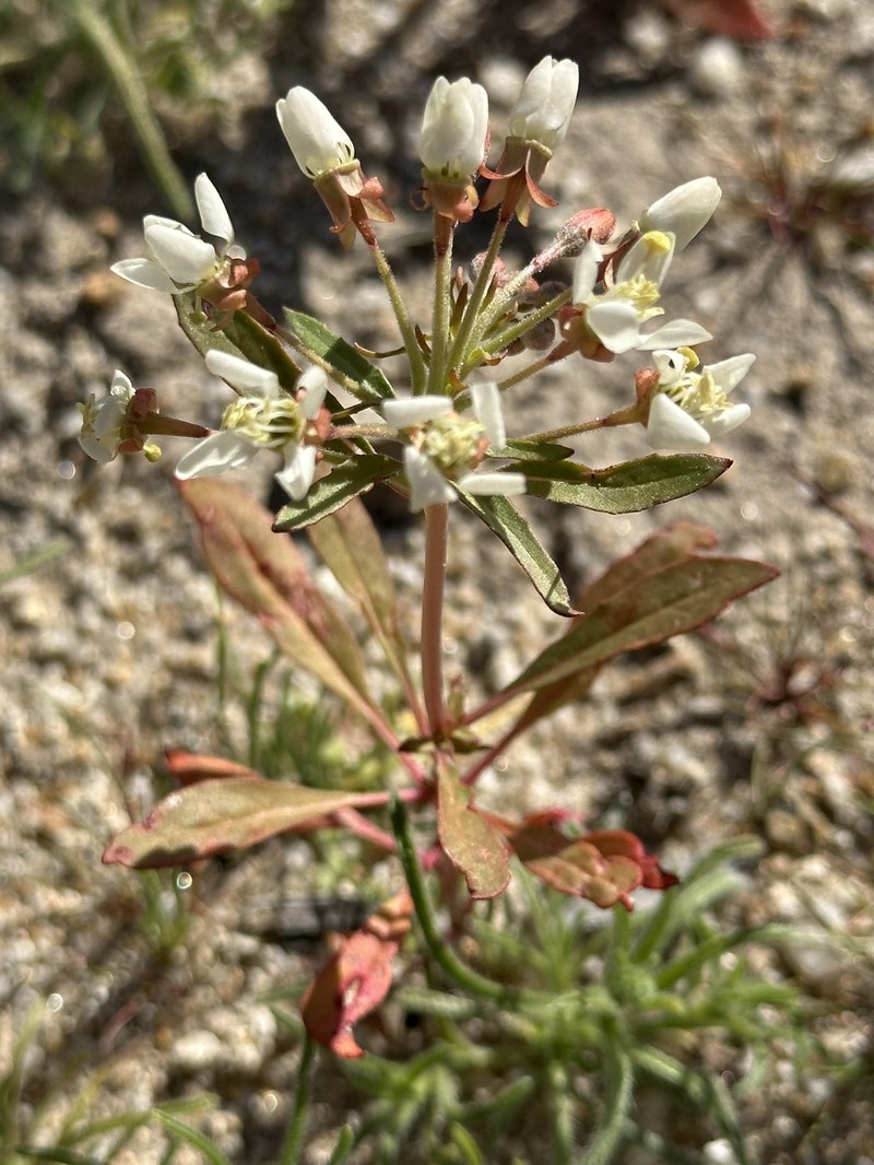 Eremothera boothii var. condensata