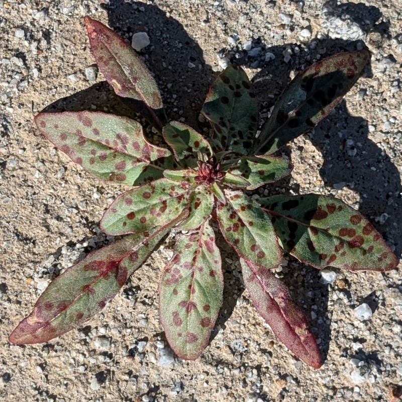 Eremothera boothii var. condensata photo 2