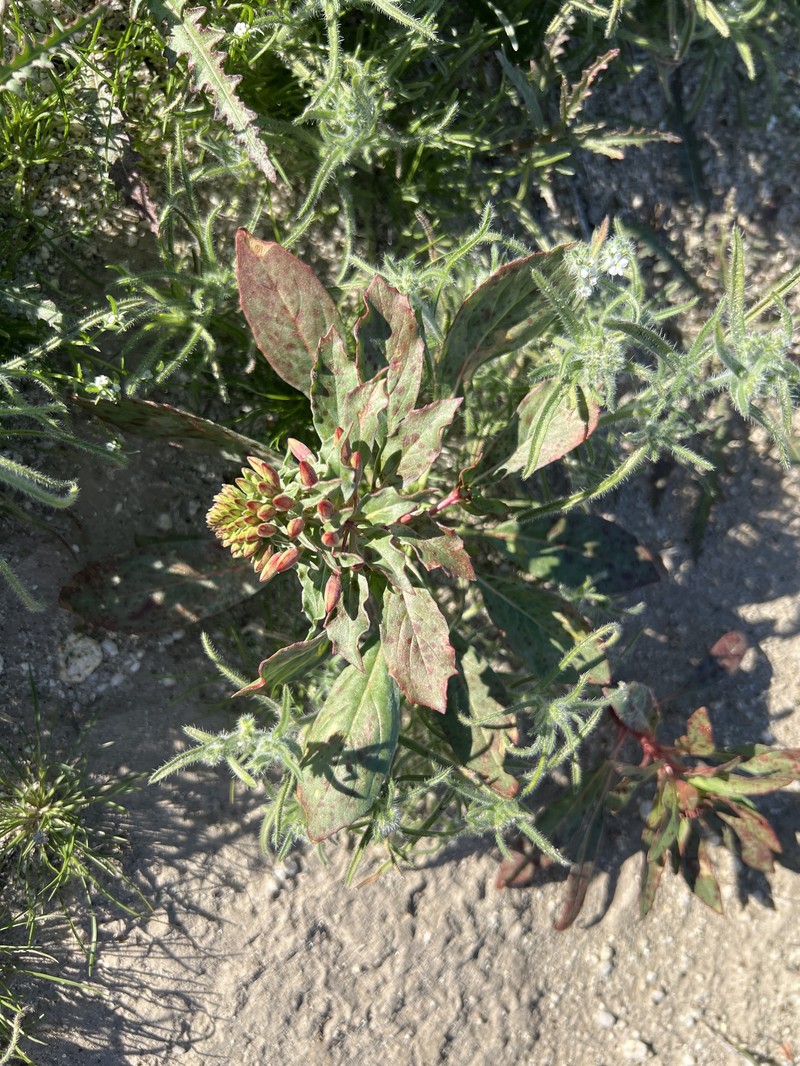 Eremothera boothii var. condensata photo 3