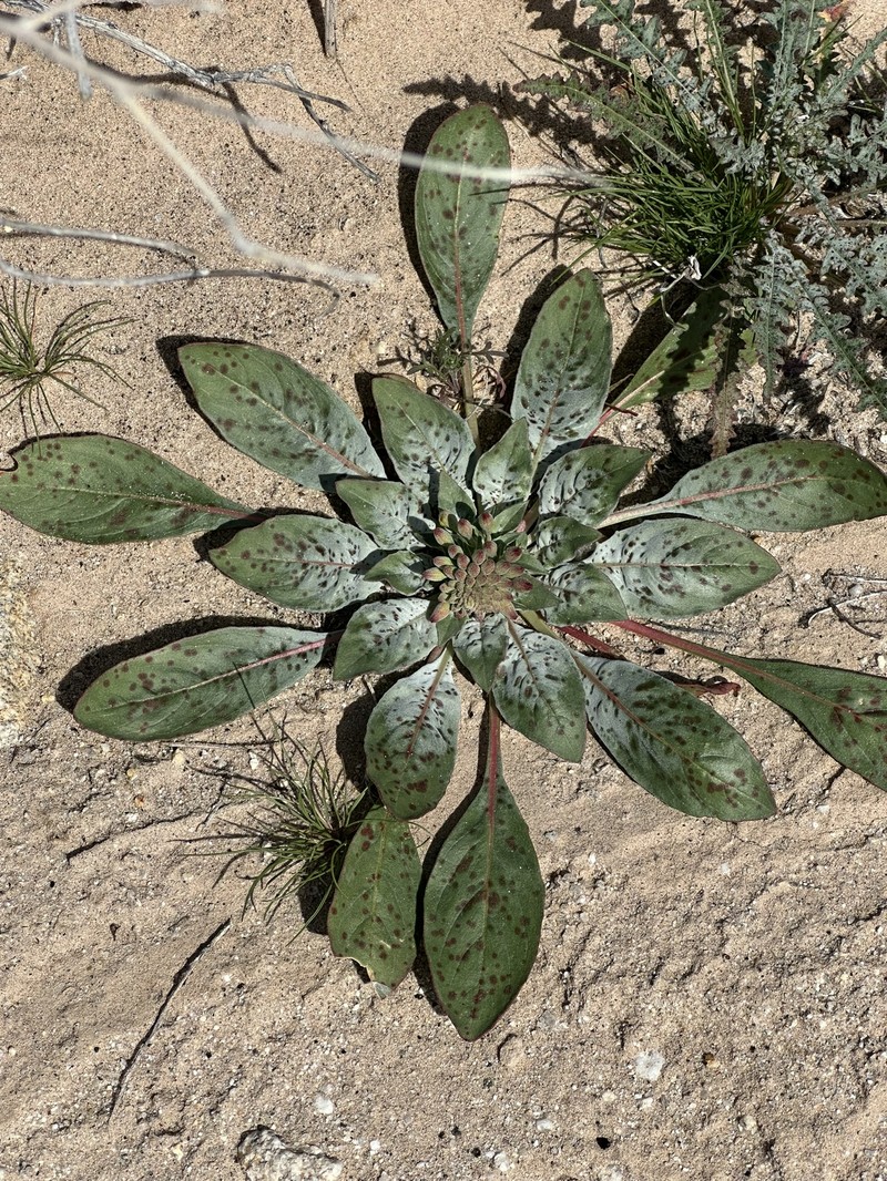 Eremothera boothii var. condensata photo 4