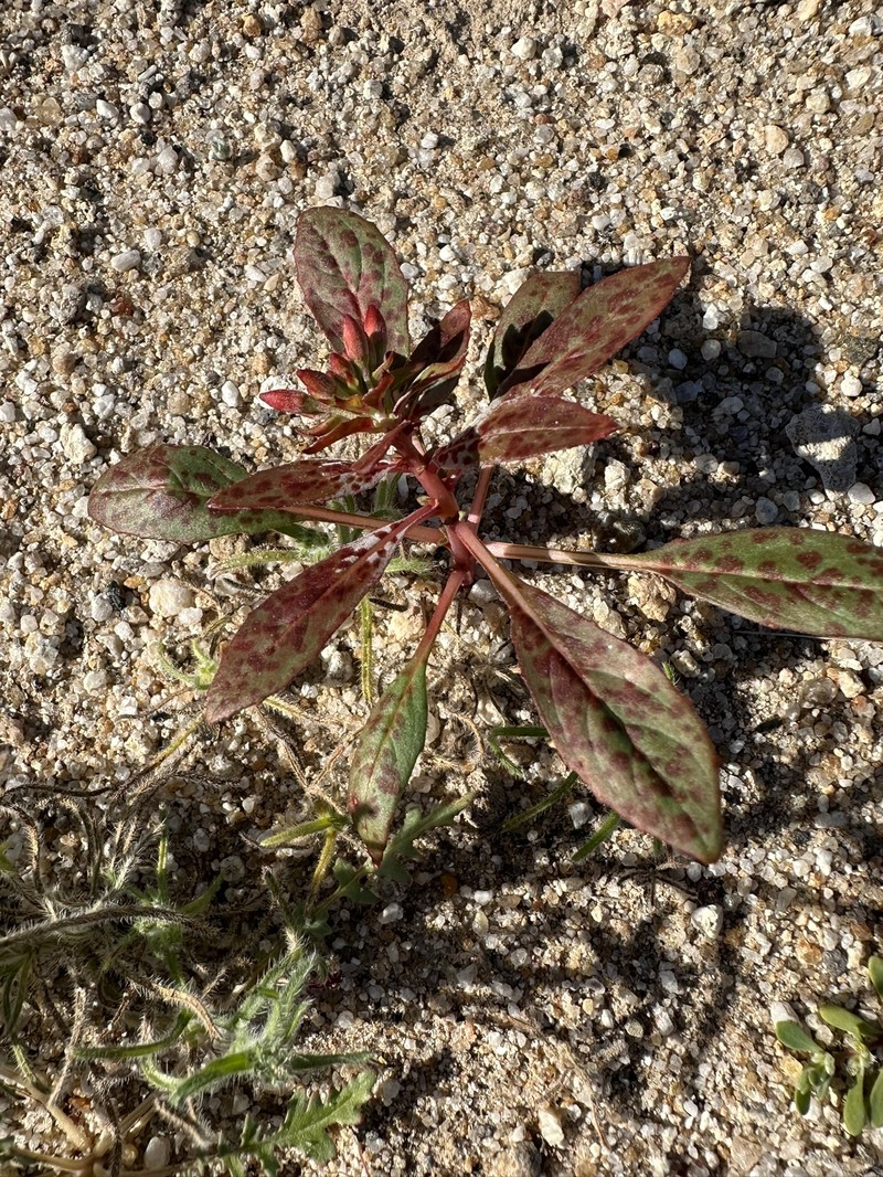 Eremothera boothii var. condensata photo 5