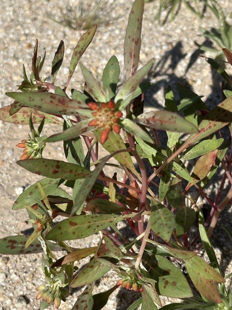 Eremothera boothii var. condensata photo 6