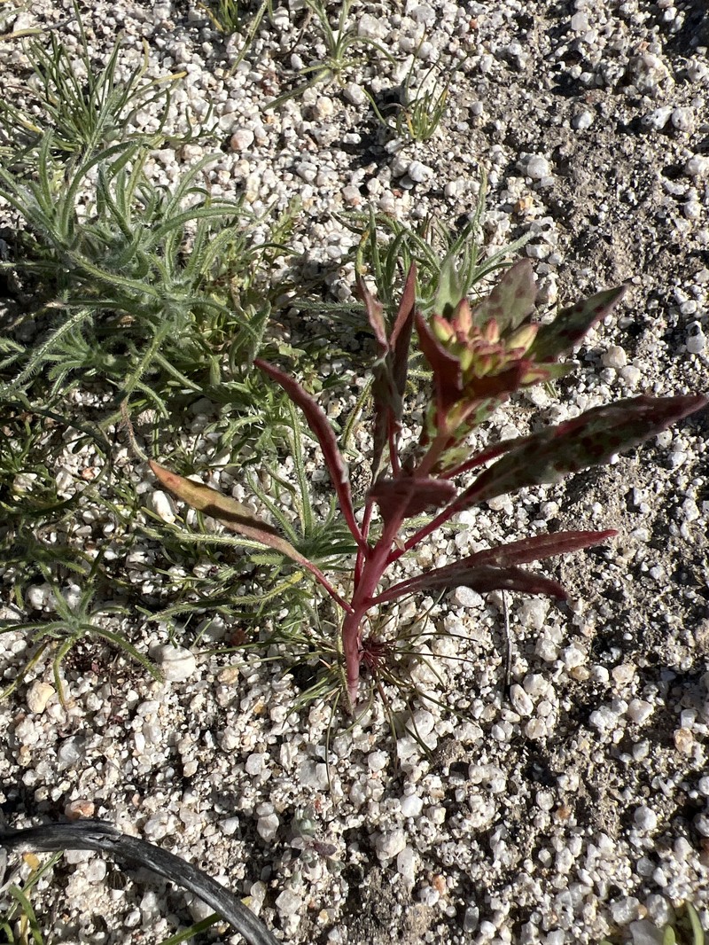 Eremothera boothii var. condensata photo 7