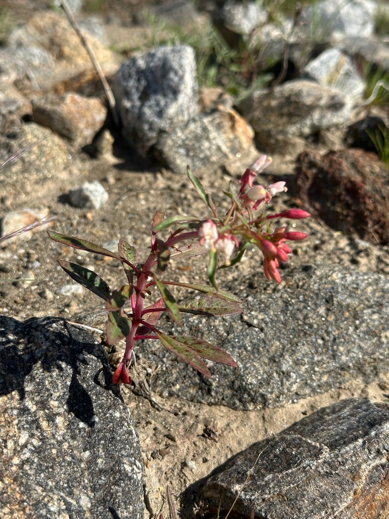 Eremothera boothii var. condensata photo 8