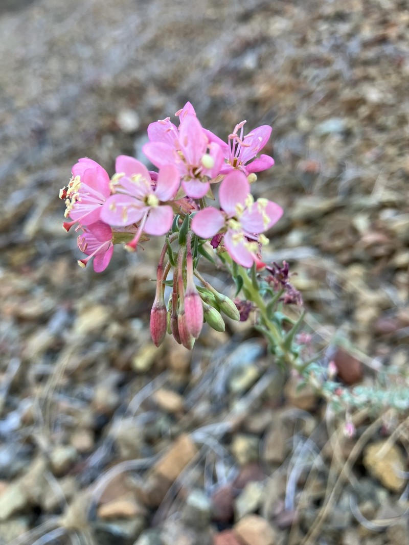 Eremothera boothii var. decorticans