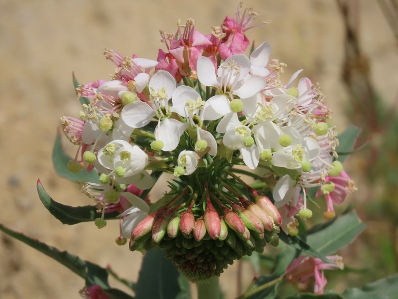 Eremothera boothii var. decorticans photo 2