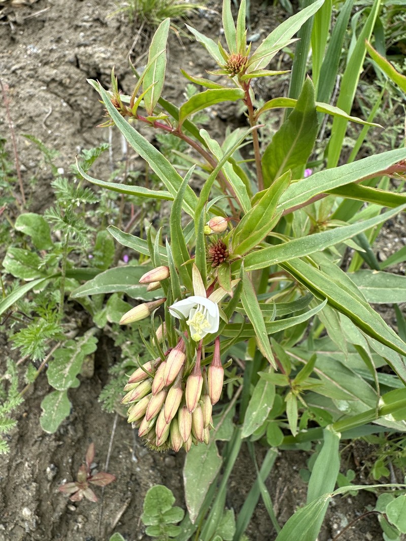 Eremothera boothii var. decorticans photo 3