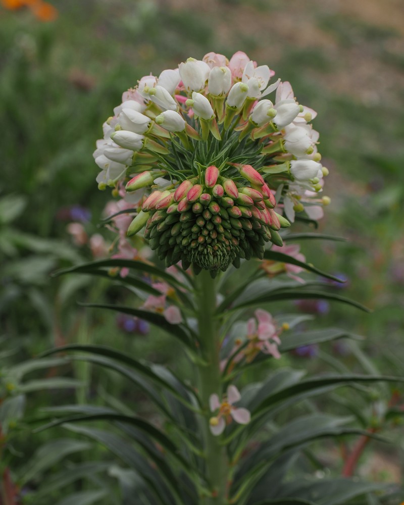 Eremothera boothii var. decorticans photo 4