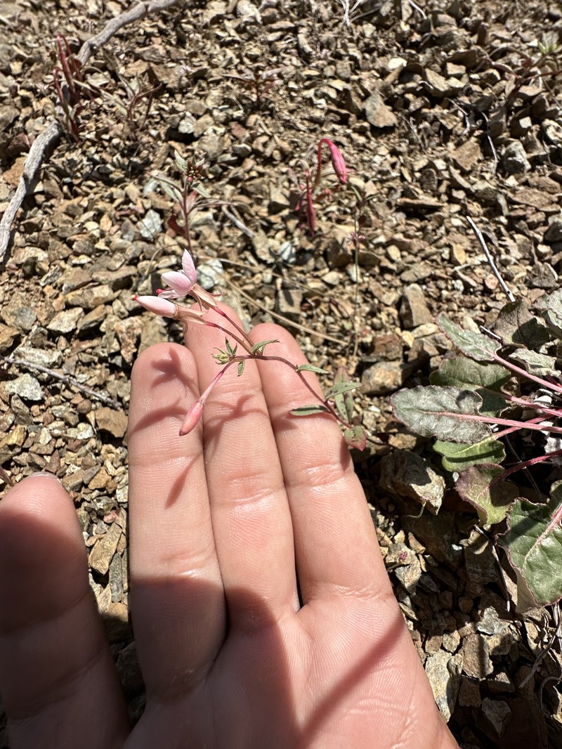 Eremothera boothii var. decorticans photo 5