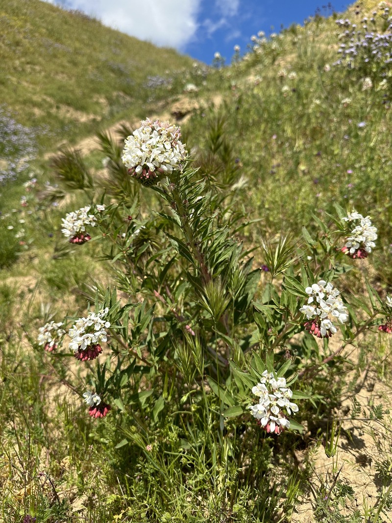Eremothera boothii var. decorticans photo 6