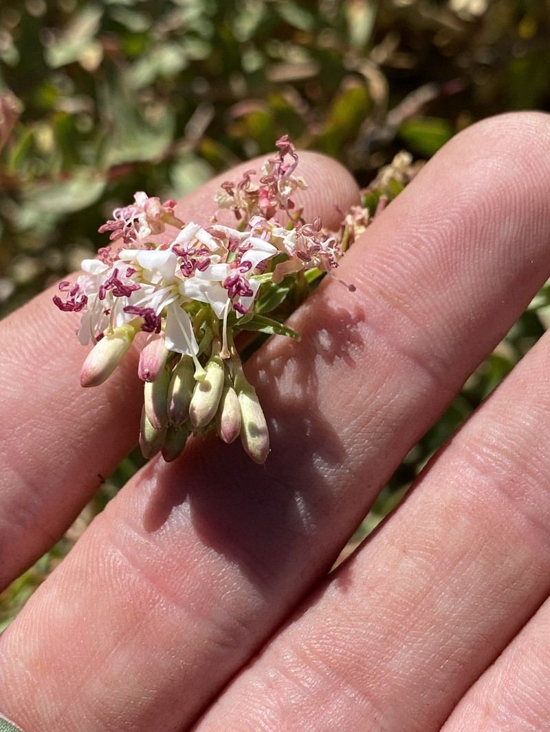 Eremothera boothii var. decorticans photo 7