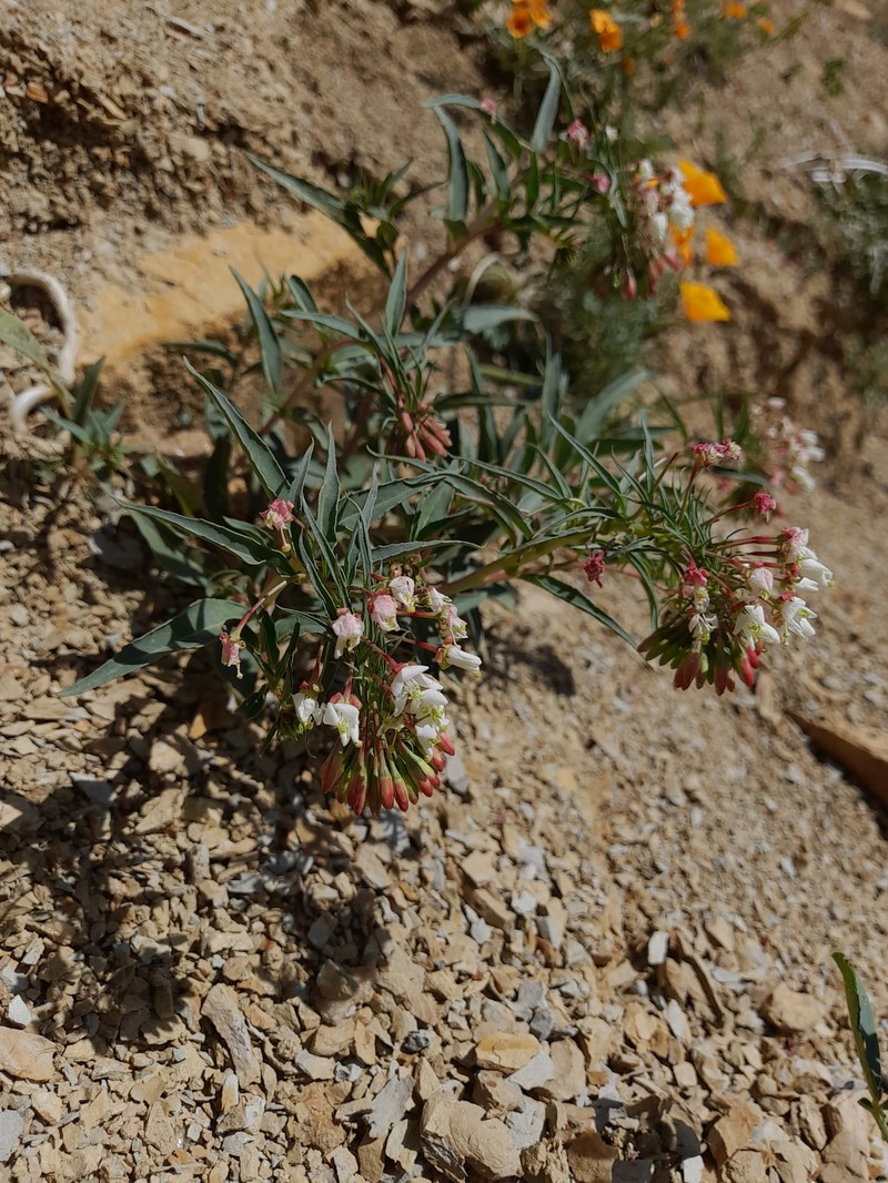 Eremothera boothii var. decorticans photo 8