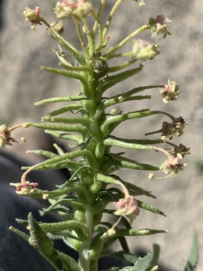 Eremothera boothii var. desertorum