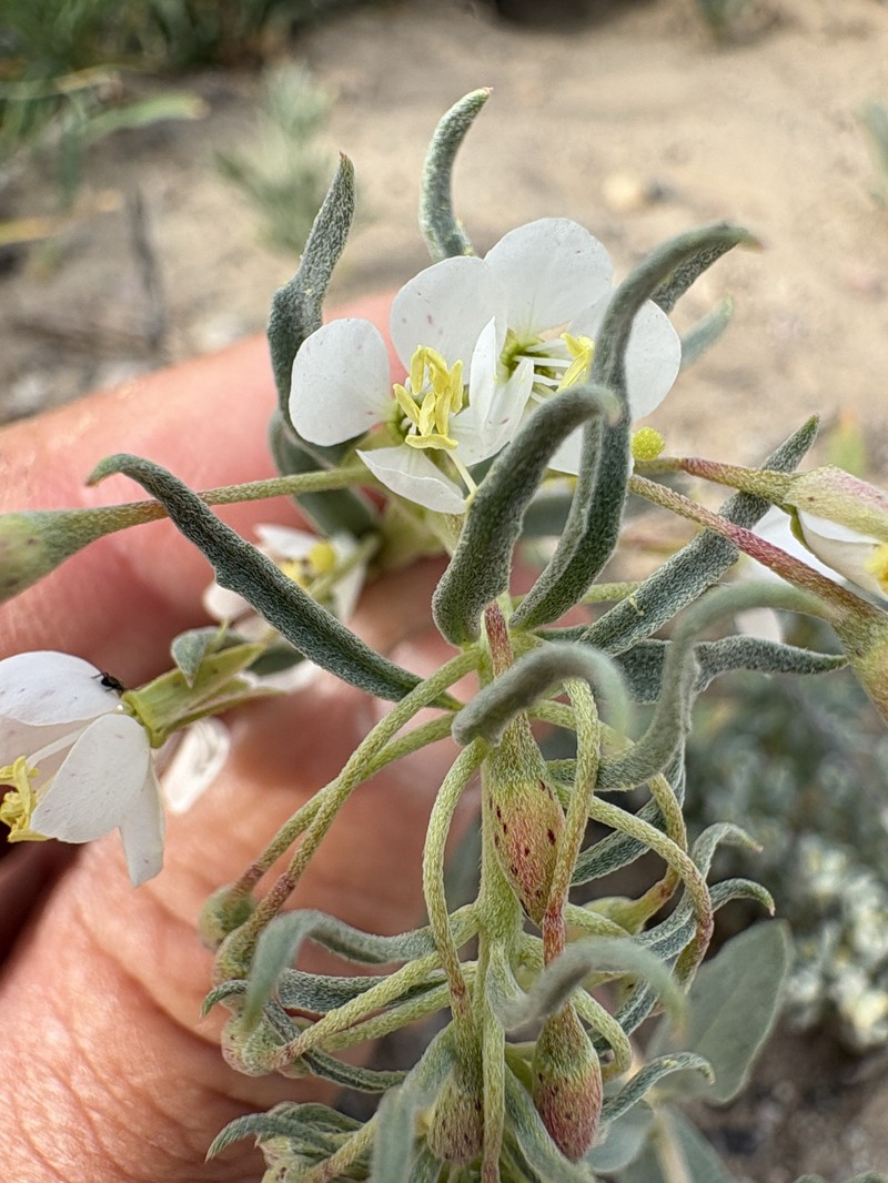 Eremothera boothii var. desertorum photo 2
