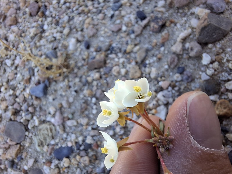 Eremothera boothii var. desertorum photo 3