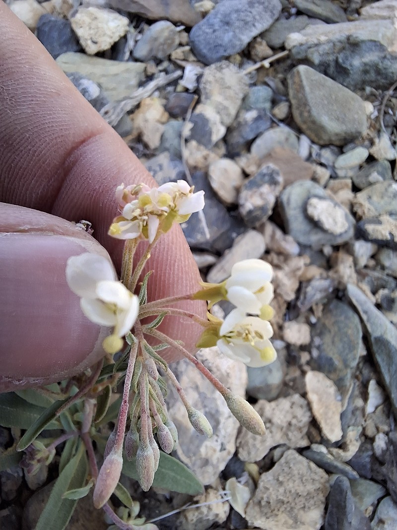Eremothera boothii var. desertorum photo 4