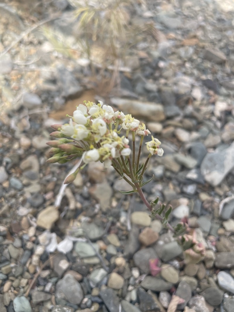Eremothera boothii var. desertorum photo 5